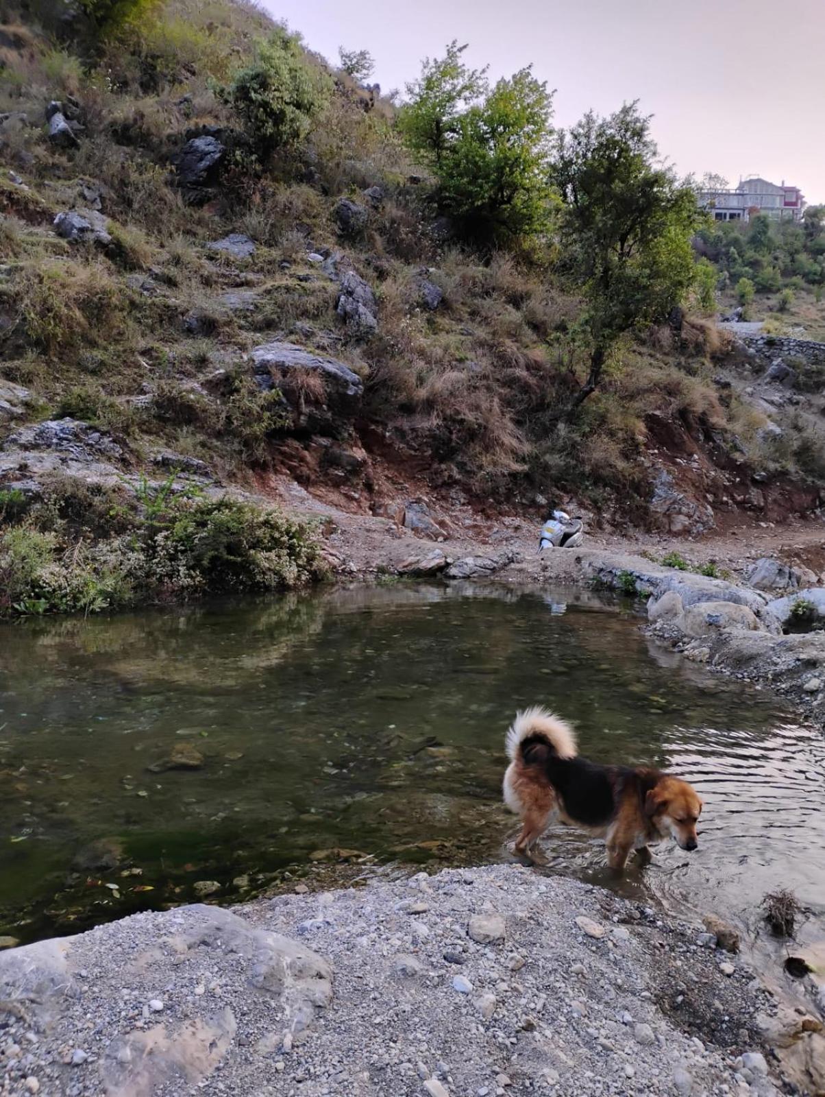 Rivulet Resort & Camping Mussoorie Luaran gambar